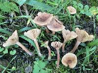 Lactarius fragilis image