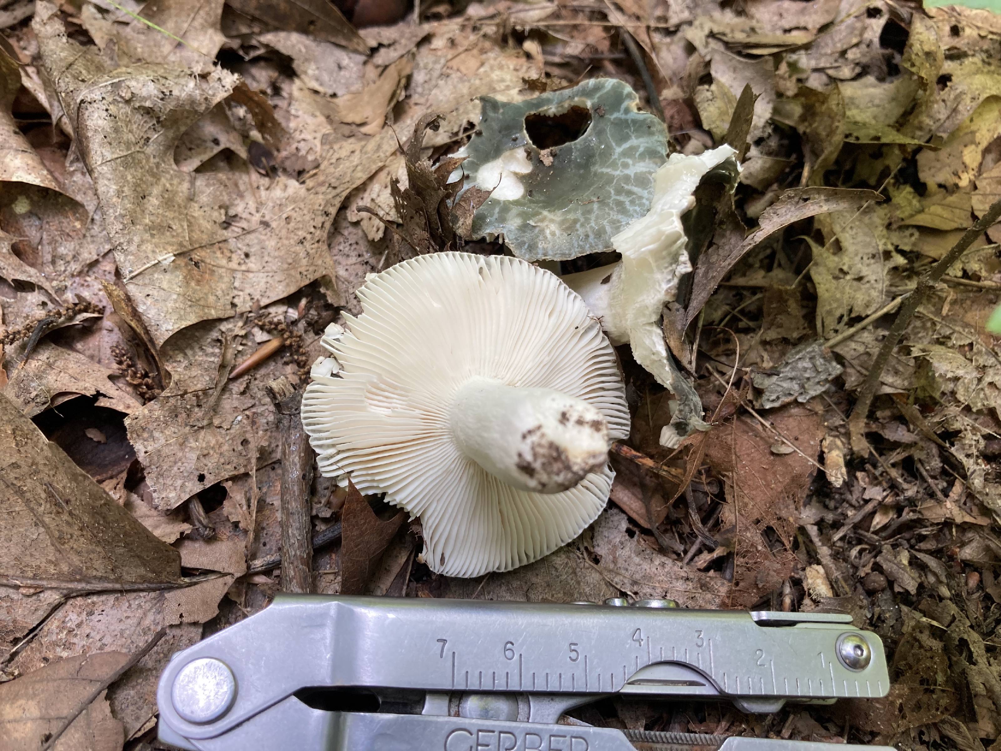 Russula parvovirescens thumbnail