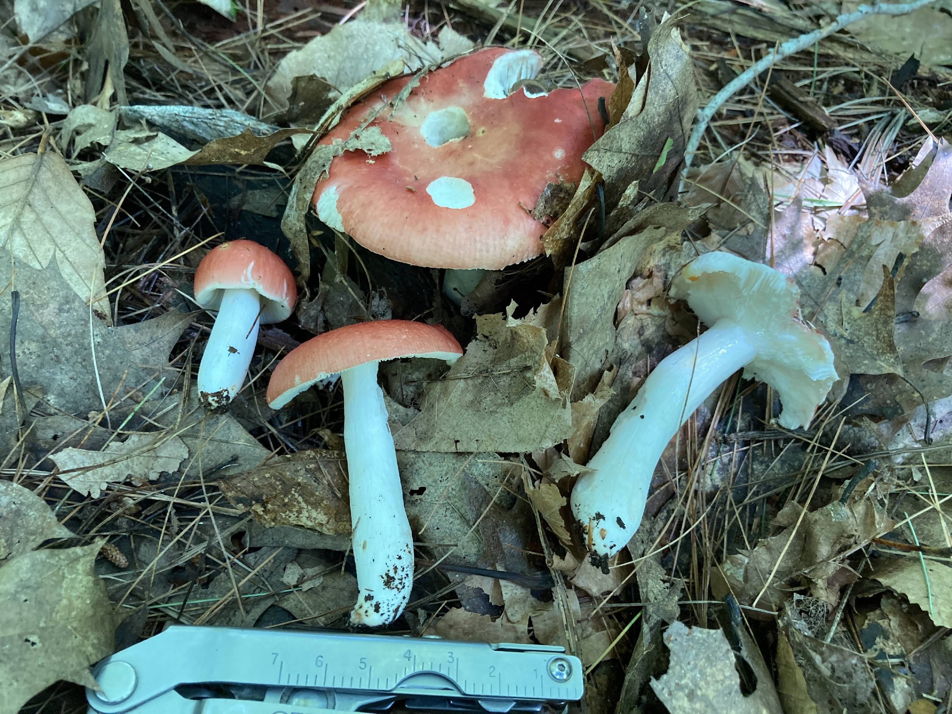 Russula rugulosa thumbnail
