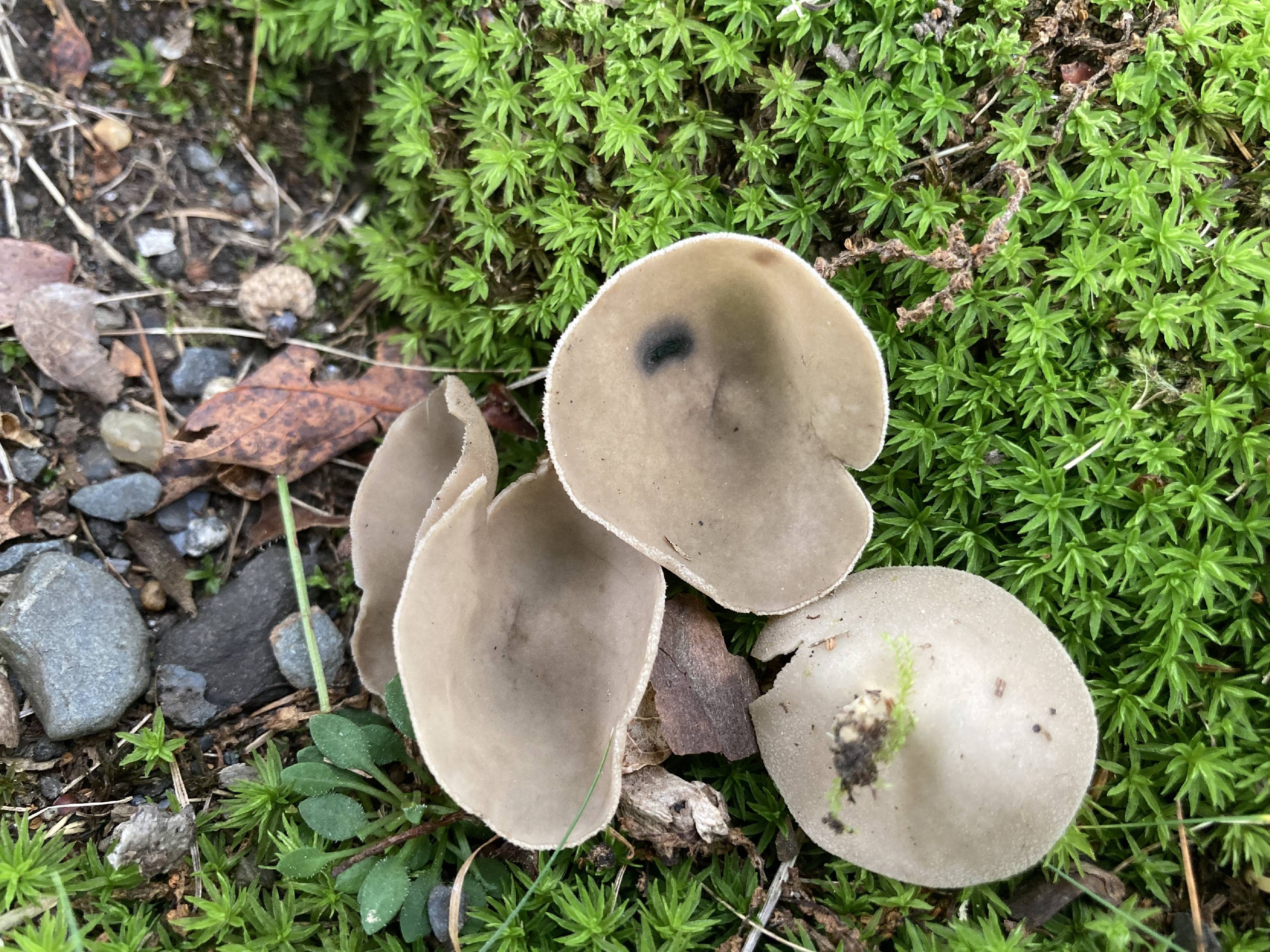 Helvella macropus thumbnail