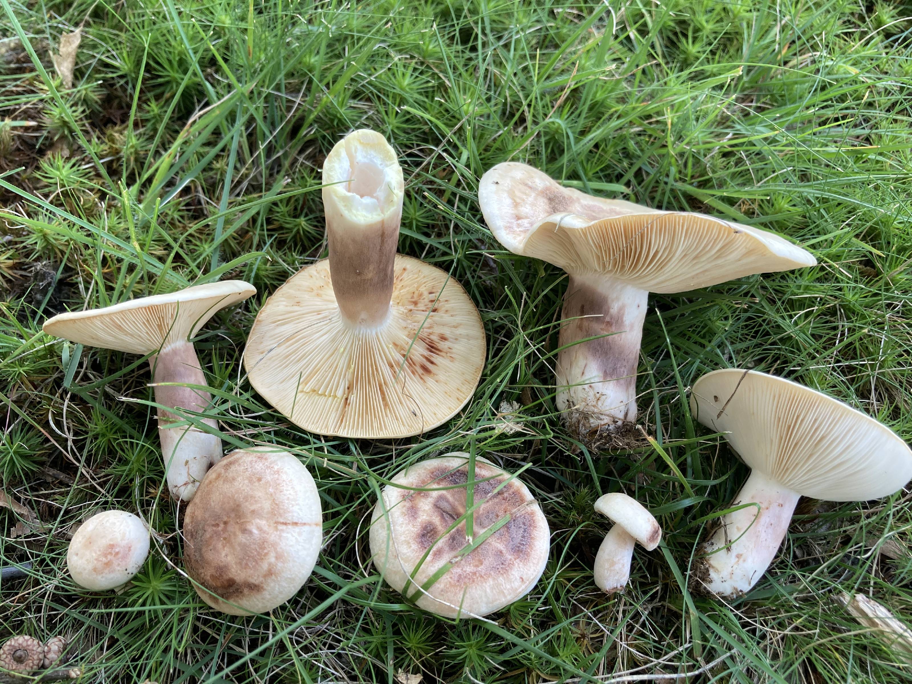 Lactarius vinaceorufescens thumbnail