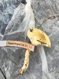 Amanita crenulata image