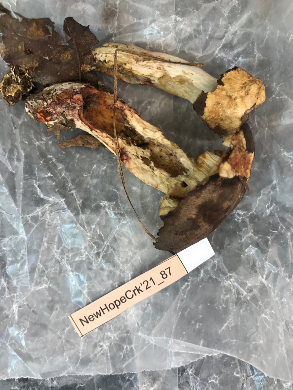 Retiboletus thumbnail