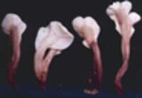 Spathularia velutipes image