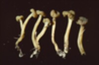 Leotia viscosa image