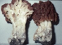Gyromitra caroliniana image