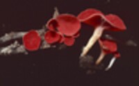 Sarcoscypha occidentalis image