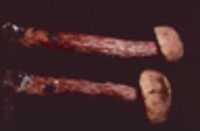 Boletellus russellii image