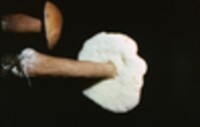 Gyroporus castaneus image