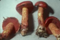 Boletus frostii image