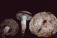 Retiboletus griseus image
