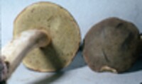 Boletus ferrugineus image