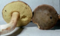 Boletus ferrugineus image