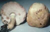 Tylopilus felleus image