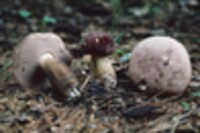 Tylopilus rubrobrunneus image