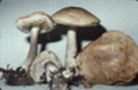 Leccinum snellii image