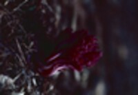 Clavaria zollingeri image