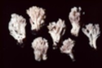 Clavulina coralloides image