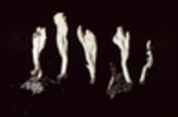 Clavulina rugosa image