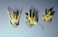 Clavulinopsis fusiformis image