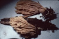 Ramaria stricta image