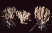 Lentaria byssiseda image
