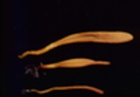 Clavulinopsis laeticolor image