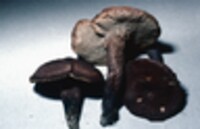 Sarcodon scabrosus image