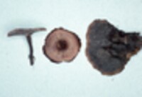 Coltricia cinnamomea image