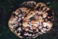 Inonotus dryadeus image