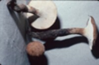 Polyporus radicatus image