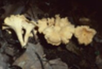 Cantharellus lateritius image