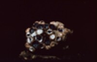 Cyathus stercoreus image