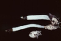 Mutinus caninus image