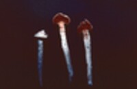 Chlamydopus meyenianus image