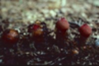 Calostoma cinnabarinum image