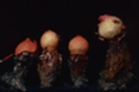 Calostoma cinnabarinum image