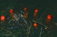 Calostoma cinnabarinum image