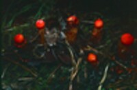 Calostoma cinnabarinum image