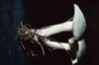 Clitocybe odora image