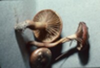 Chroogomphus vinicolor image