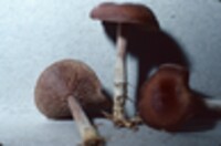 Collybia subnuda image