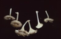 Chrysomphalina strombodes image