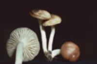 Hygrophorus fumosellus image
