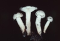 Hygrophorus eburneus image