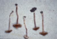 Inocybe calospora image