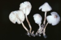 Leucocoprinus cepistipes image