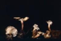 Lentinellus cochleatus image