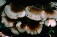 Lentinellus ursinus image