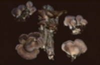 Lentinus strigosus image